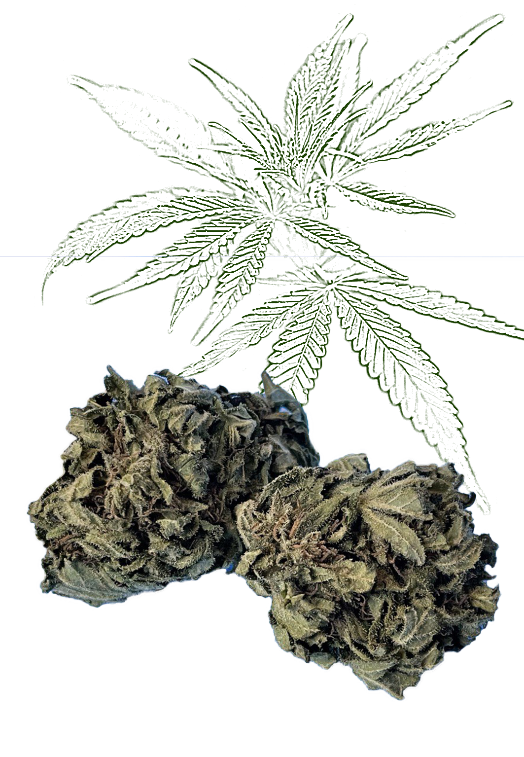 CBD Harlequin 15 % květ